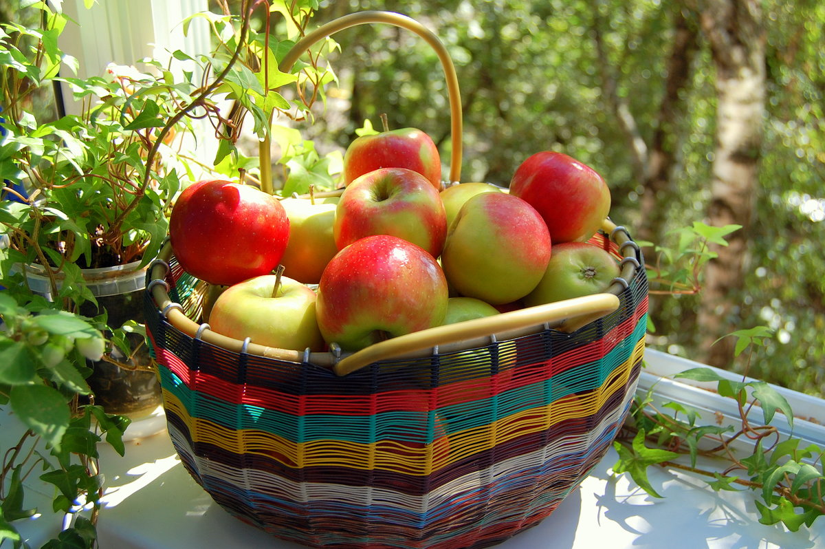 Яблоки яблочный спас. Яблочный спас. Яблоневый спас. Летние дары природы. Яблоки спас.